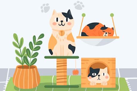 橘猫好养吗-橘猫为什么不值钱