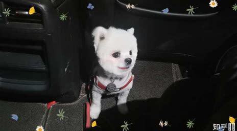 博美被揍哭了