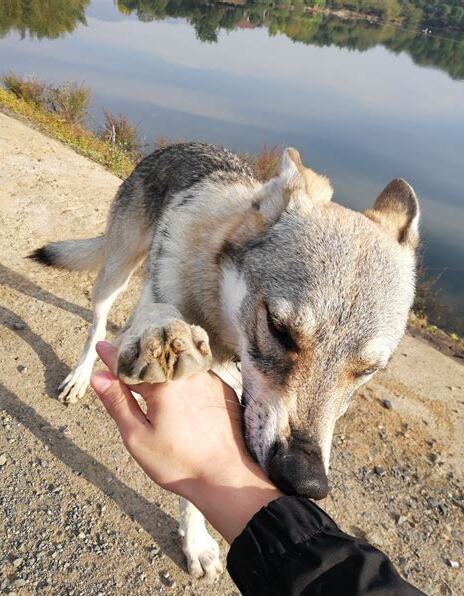 中国可以养捷克狼犬嘛