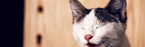 猫咪没虫也挠脖子吗,会挠但要注意观察脖子有无异常