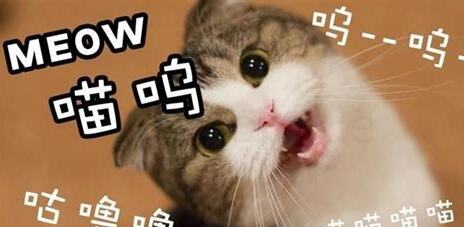 小猫咪对着人一直叫个不停是怎么回事