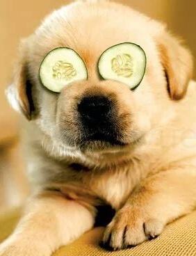 泰迪狗能吃南瓜吗