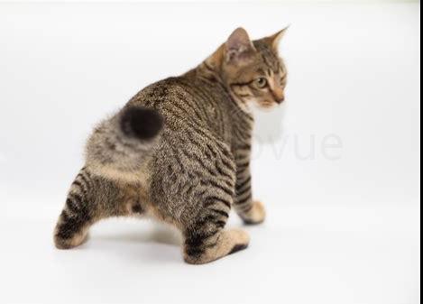 猫咪发情表现,母猫会撅屁股公猫爱乱滋(公猫和母猫发情有什么不同)