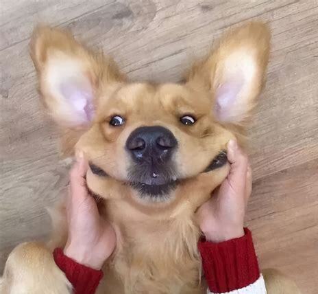 狗不能吃蛋白吗?