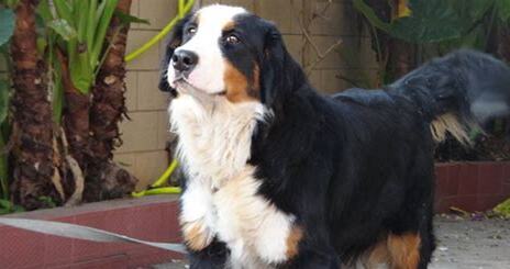 伯恩山犬为什么养的少,是因为伯恩山犬缺点太多没人养吗
