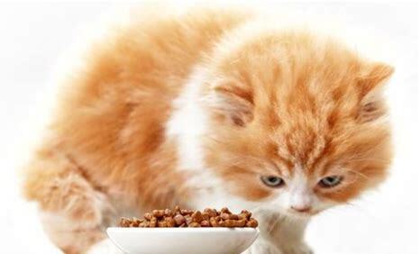 狗吃猫粮什么副作用(狗吃猫粮有什么坏处)