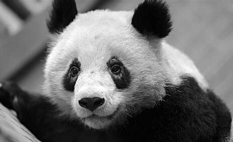 眼圈熊攻击性强吗(眼圈熊是熊类吗)