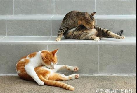 小猫舔你代表什(猫猫舔小猫是什么意思)