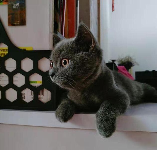 怎么判断猫几个月大(如何判断小猫几个月大)