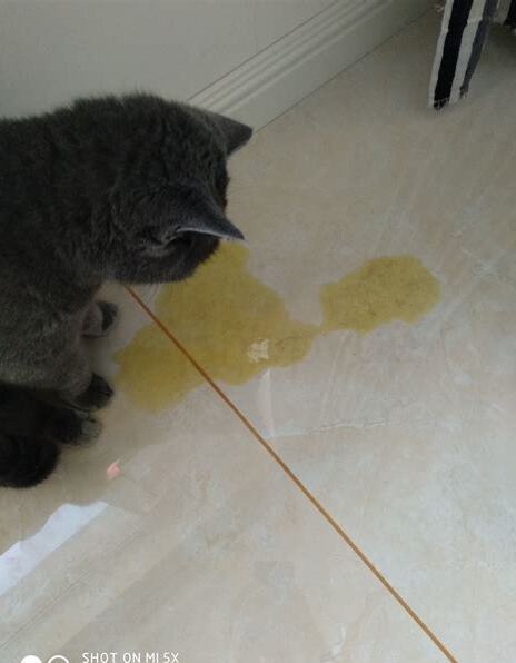 猫吐了像屎一样的褐色怎么办(猫吐褐色呕吐物像屎一样并拉稀) 猫吐了像屎一样的褐色怎么办(猫吐褐色呕吐物像屎一样并拉稀)