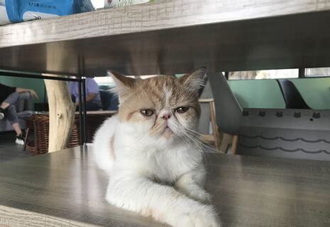为什么不建议养加菲猫