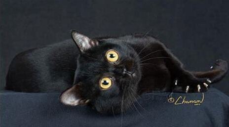 孟买猫和黑猫的区别(孟买猫和黑猫的区别,怎么区分)