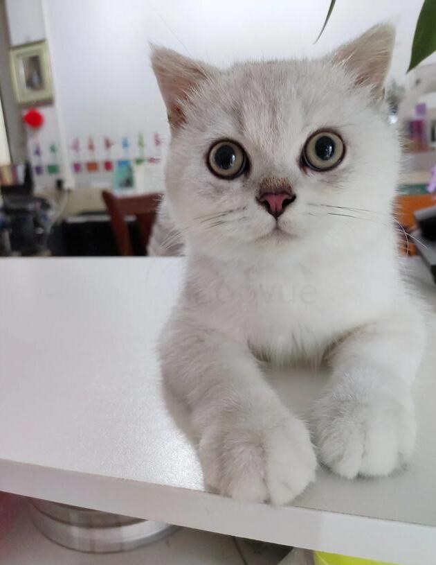 怎么判断猫几个月大(如何判断小猫几个月大)