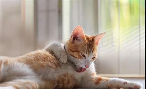 小猫舔你代表什(猫猫舔小猫是什么意思)