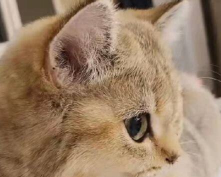 猫能不能打胎