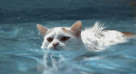 猫会游泳吗