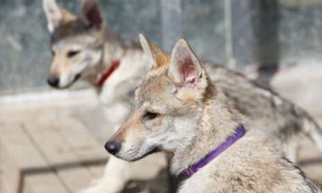 中国准许养捷克狼犬吗