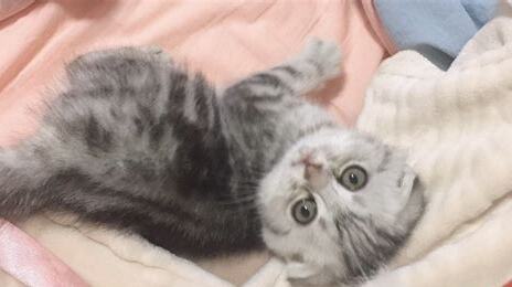 半折耳猫咪发病率