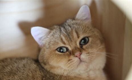 猫猫总是挠脖子