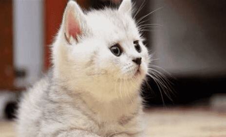 猫可以吃牛肉吗