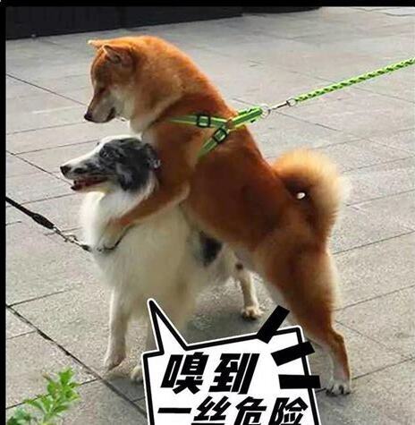 母狗的发情期是在几月