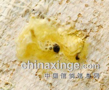 鸽子拉绿稀便是什么病