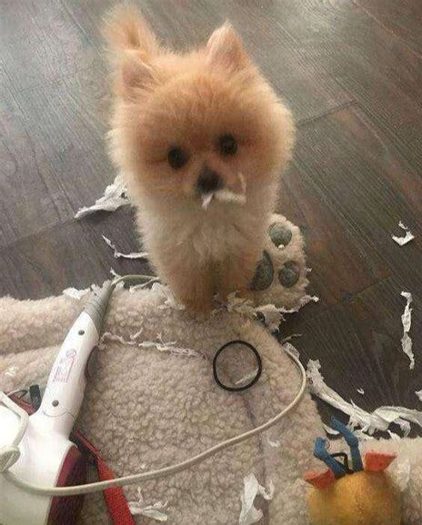 博美被打怕了怎么办