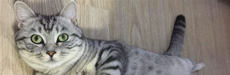 公猫做完绝育还发情(绝育后的猫咪还会发情吗)