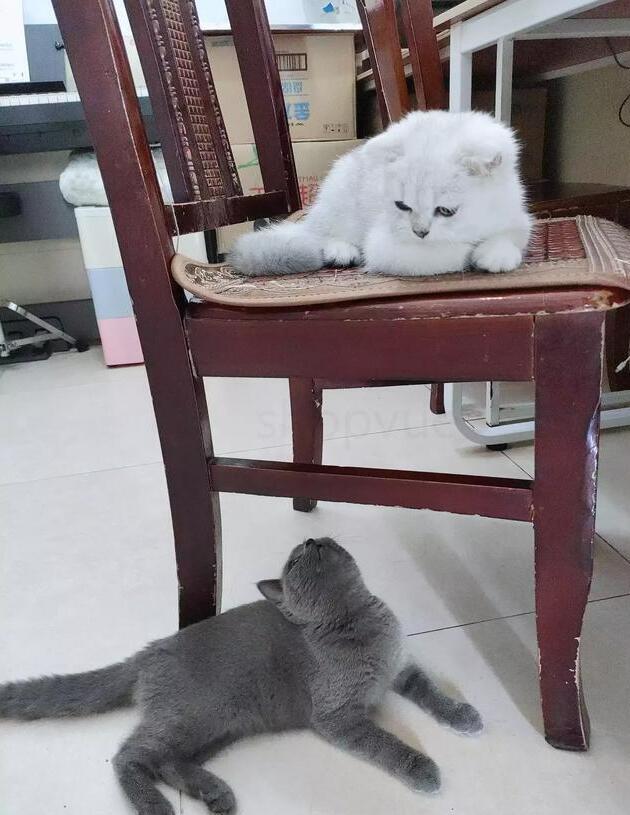 怎么判断猫几个月大(如何判断小猫几个月大)