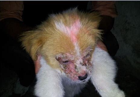 狗狗受到惊吓后的症状,狗狗被吓到了是什么症状