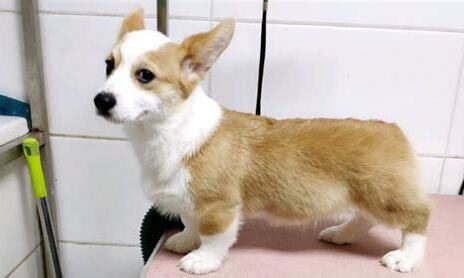 柯基断尾教程,柯基犬怎么断尾
