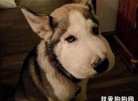 狗嘴上长白色疙瘩