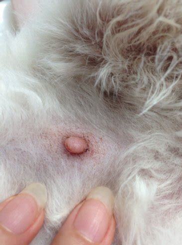 猫怀孕多少天生产啊