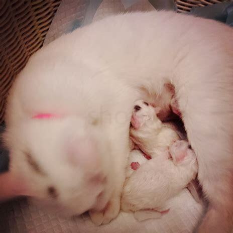 猫怀孕多少天生产