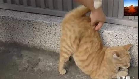猫咪发情表现,母猫会撅屁股公猫爱乱滋(公猫和母猫发情有什么不同)