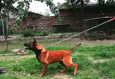 红马犬好还是黑马犬好,一个太好动一个血统不纯
