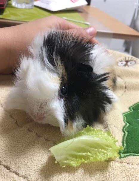荷兰猪怎么养吃什么