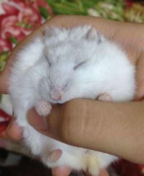 仓鼠怎么养