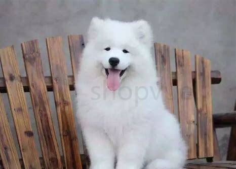 新手养萨摩耶如何养,萨摩耶怎么养