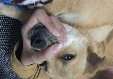 狗怎么养胖