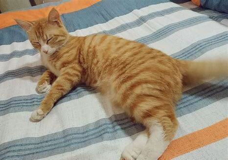 橘猫怎么养