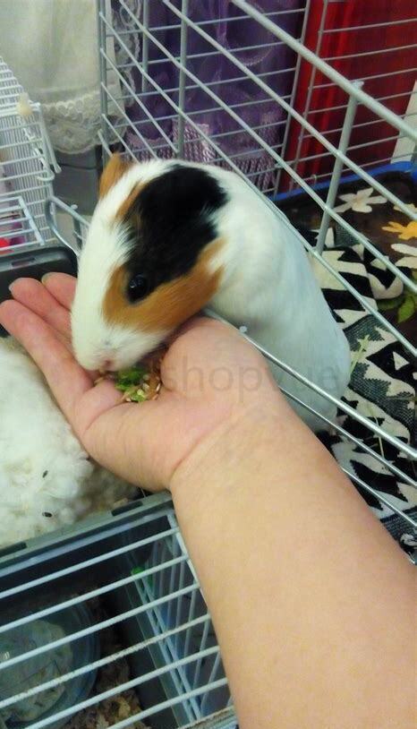 荷兰猪怎么养
