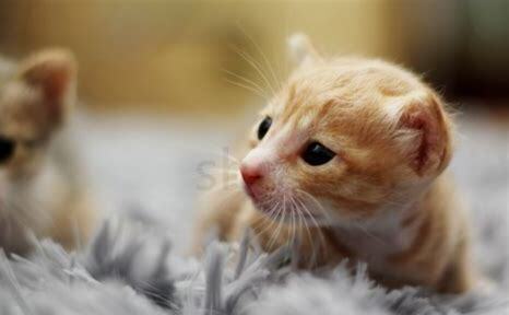 猫怎么养的