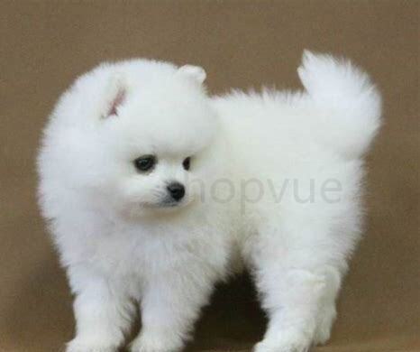 博美犬怎么养