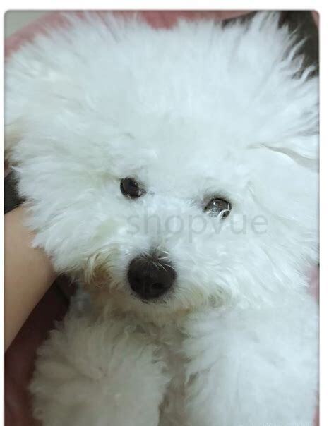 小比熊怎么养