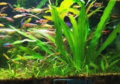鱼缸水草怎么养