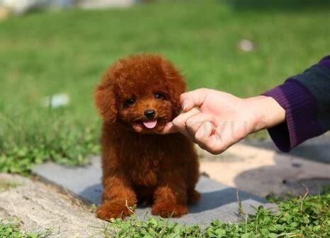 泰迪犬怎么养