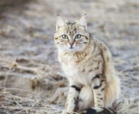 赶走野猫的绝招