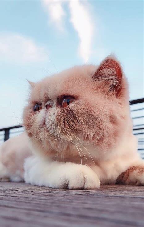 加菲猫怎么养