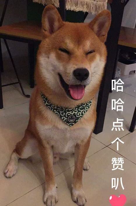 柴犬怎么养